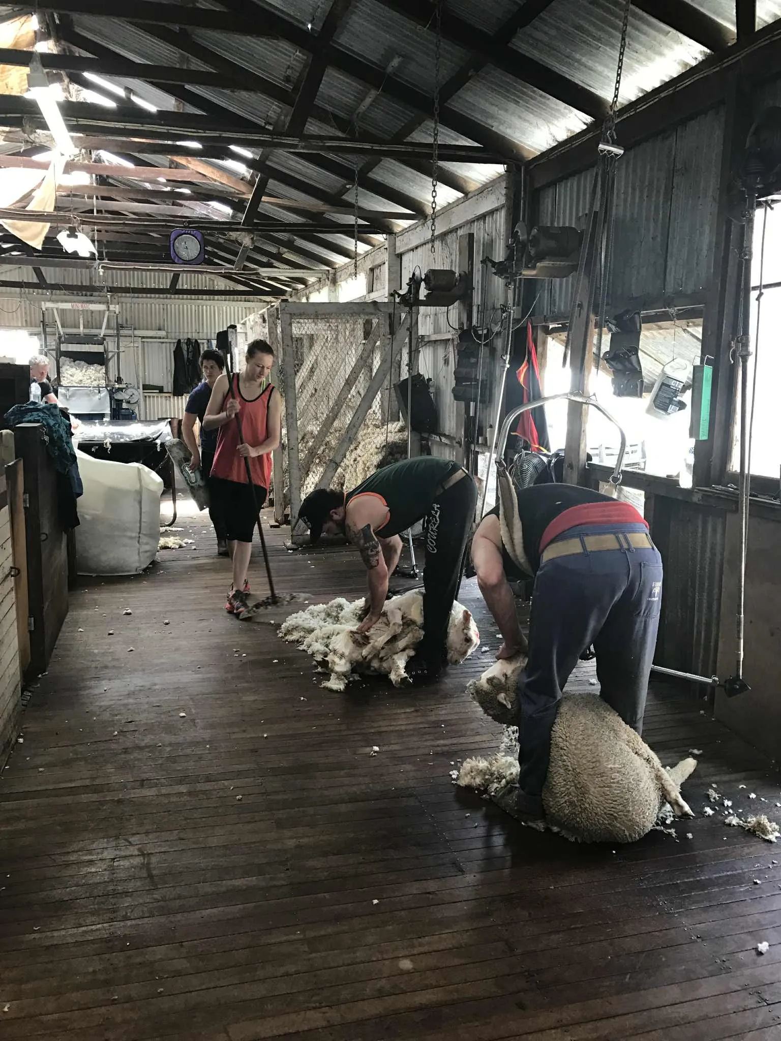 The skilled team at Black Fern Shearing in Kaycee, WY, showcasing their dedication to top-notch sheep care.